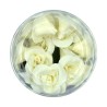White Roses Set of 15 - 3cm