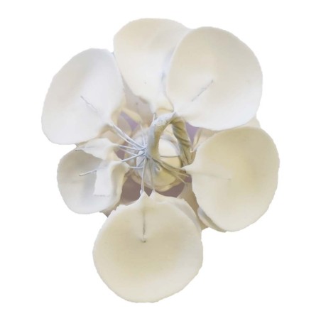 Καμέλια (Λουλούδι Σανελ) Βρώσιμο διακοσμητικό λουλούδι 10εκ.