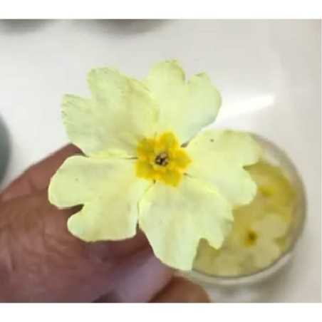 Yellow Primroses 15pcs by Rosie Rose