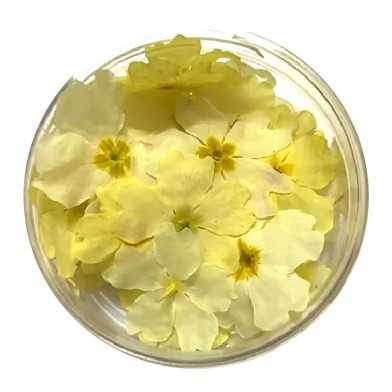 Yellow Primroses 15pcs by Rosie Rose
