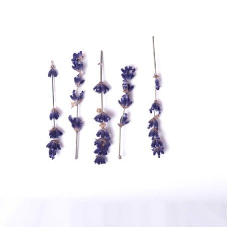 Edible Lavender Twigs 5g