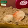 Καλούπι Σιλικόνης της Katy Sue - Κοχύλια (Seashells)